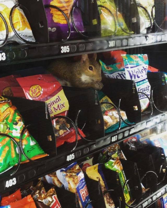 Content Image