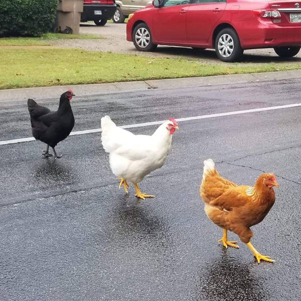 Content Image