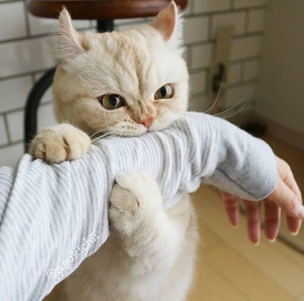 Content Image
