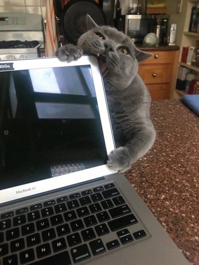 Content Image