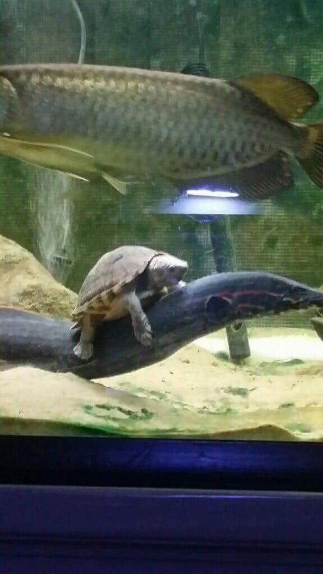 Content Image
