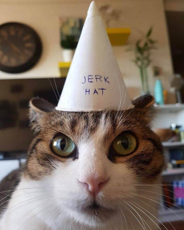 Content Image