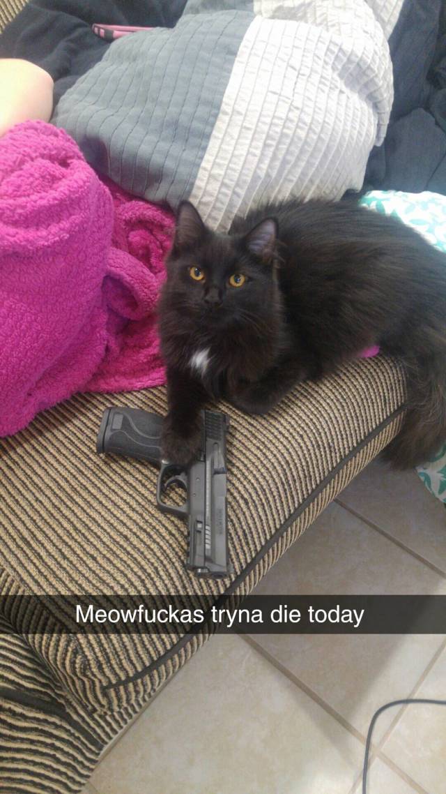 Content Image