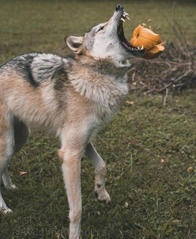 Content Image