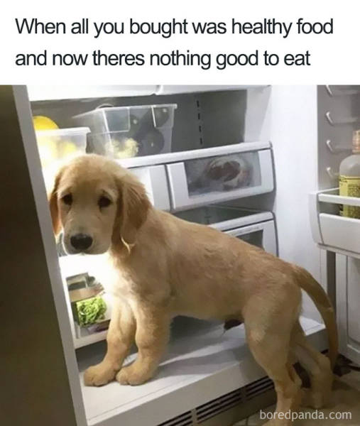 You Know You Like Both Food And Memes