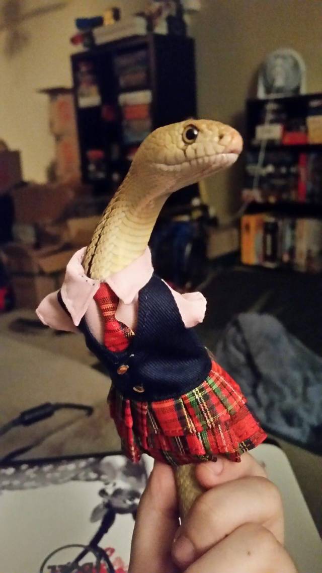Content Image
