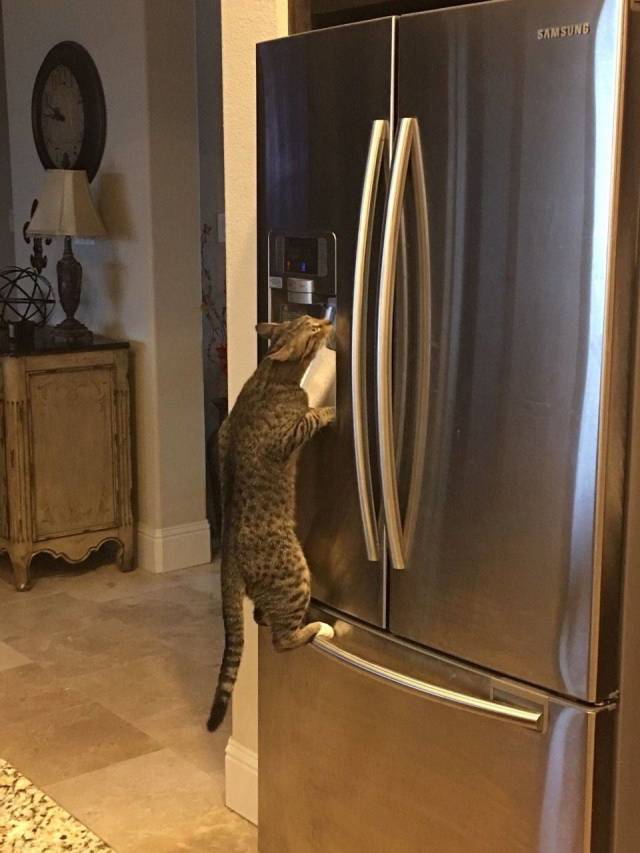 Content Image