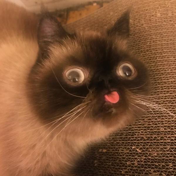 Daily Picdump