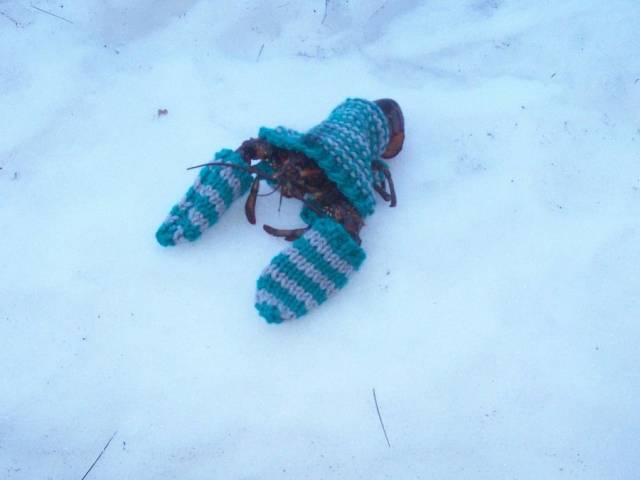 Content Image