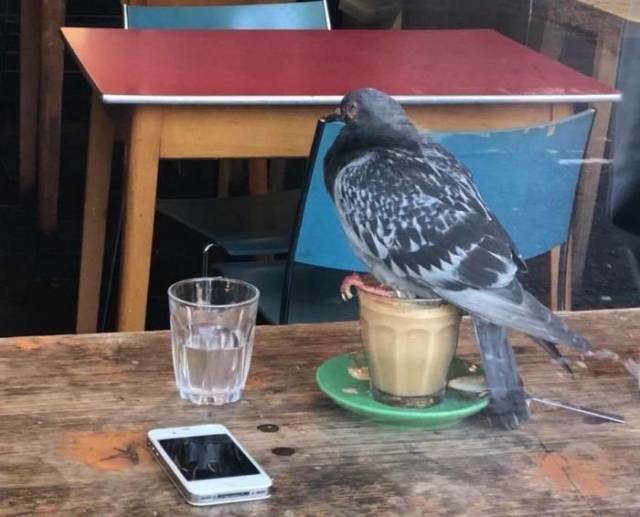 Content Image