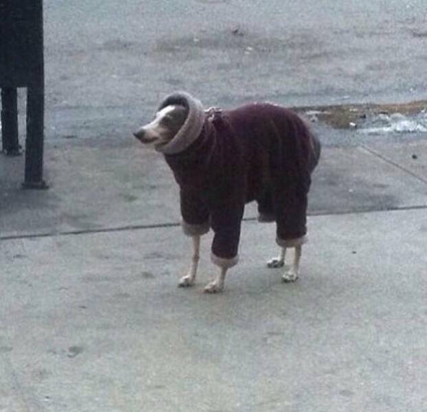 Content Image