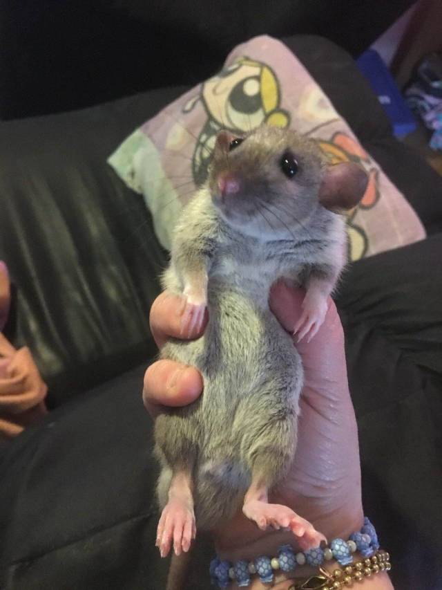 Content Image