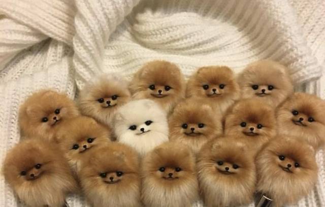 Content Image