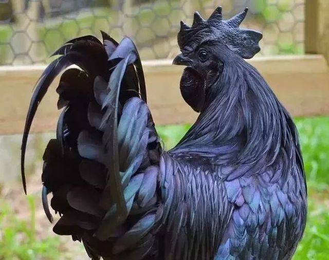 Content Image