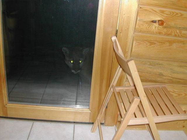 Content Image