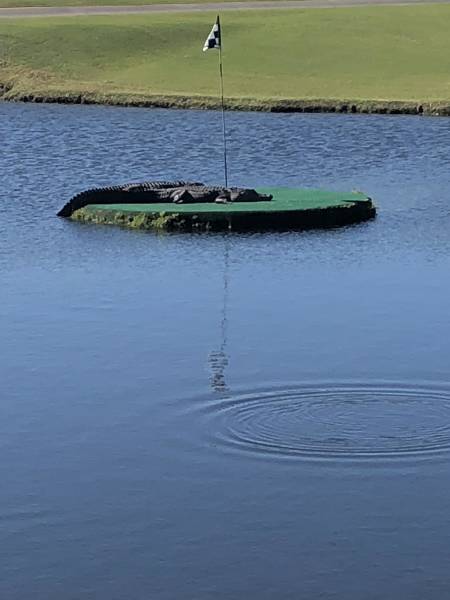 Content Image