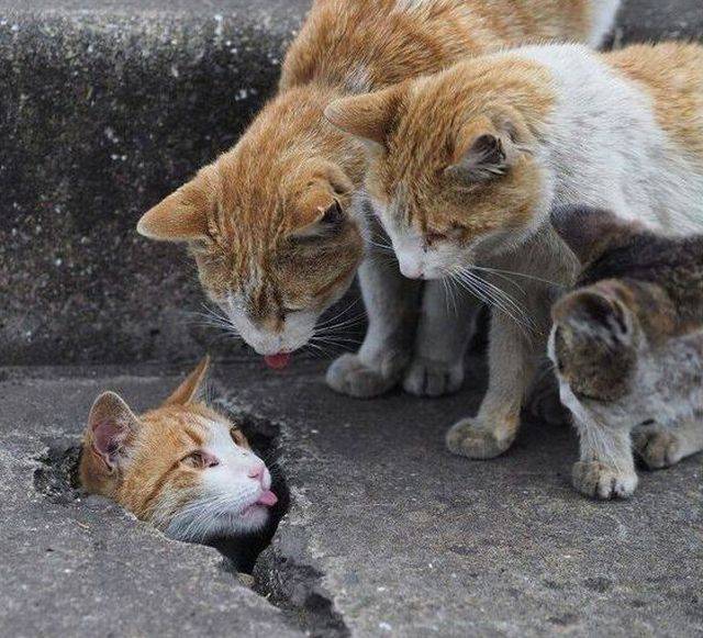 Content Image
