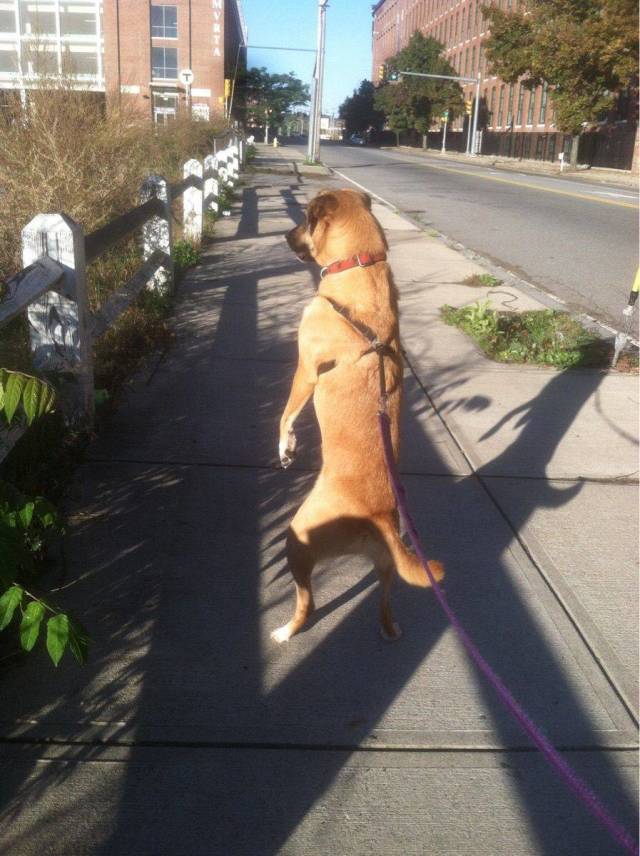Content Image
