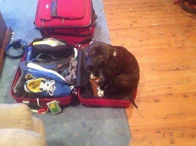 Daily Picdump