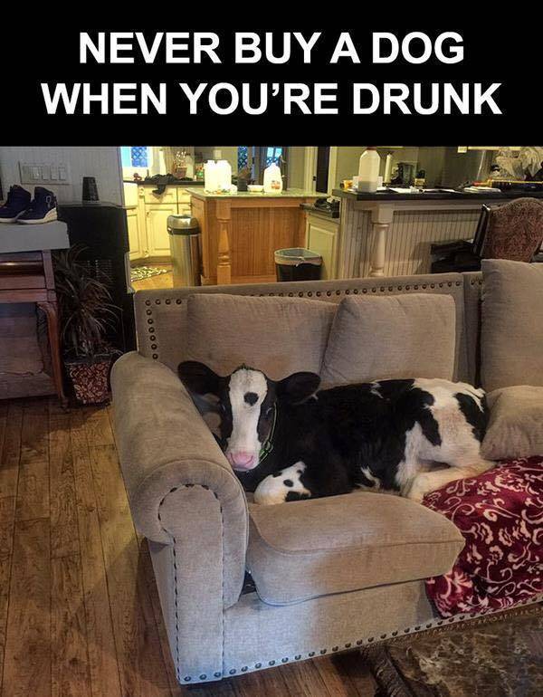 Morning Picdump