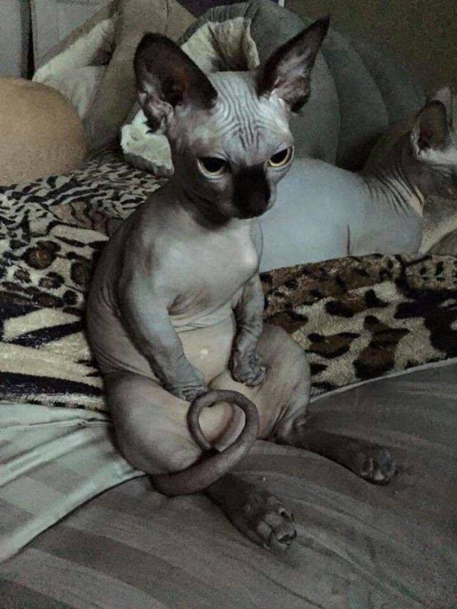 Content Image