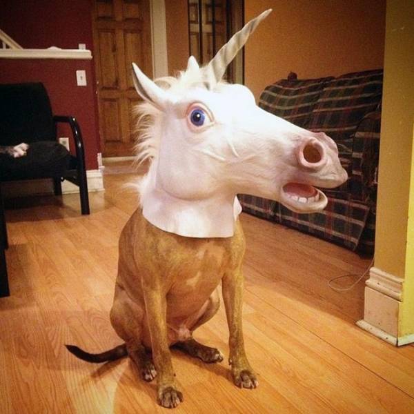 Content Image