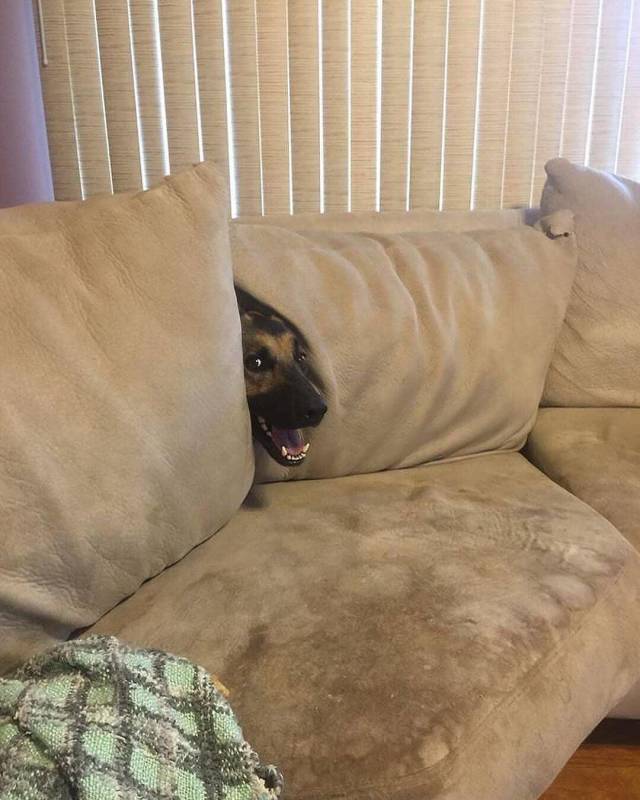 Content Image