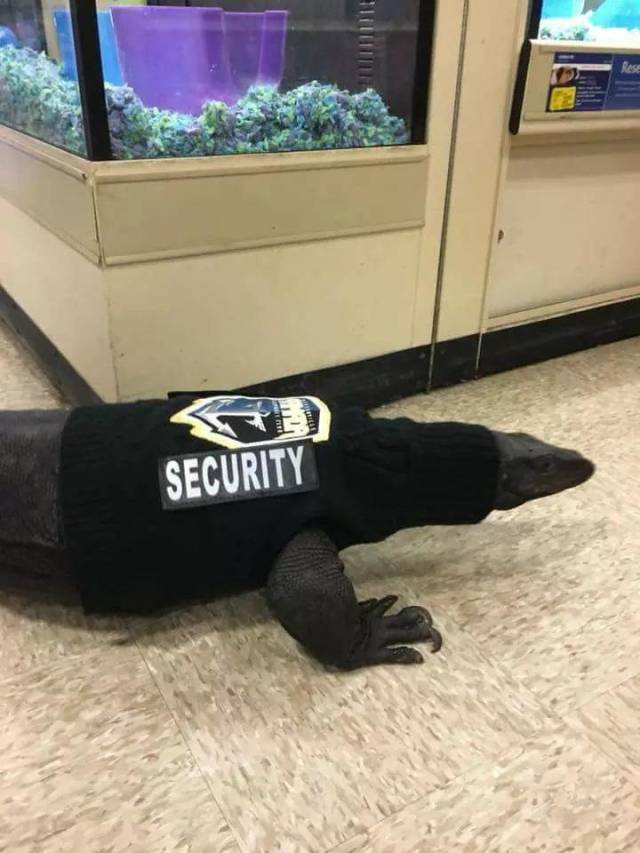 Content Image