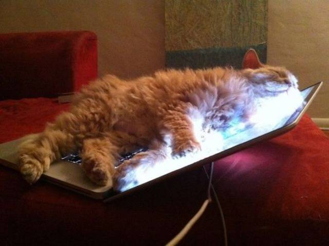 Daily Picdump