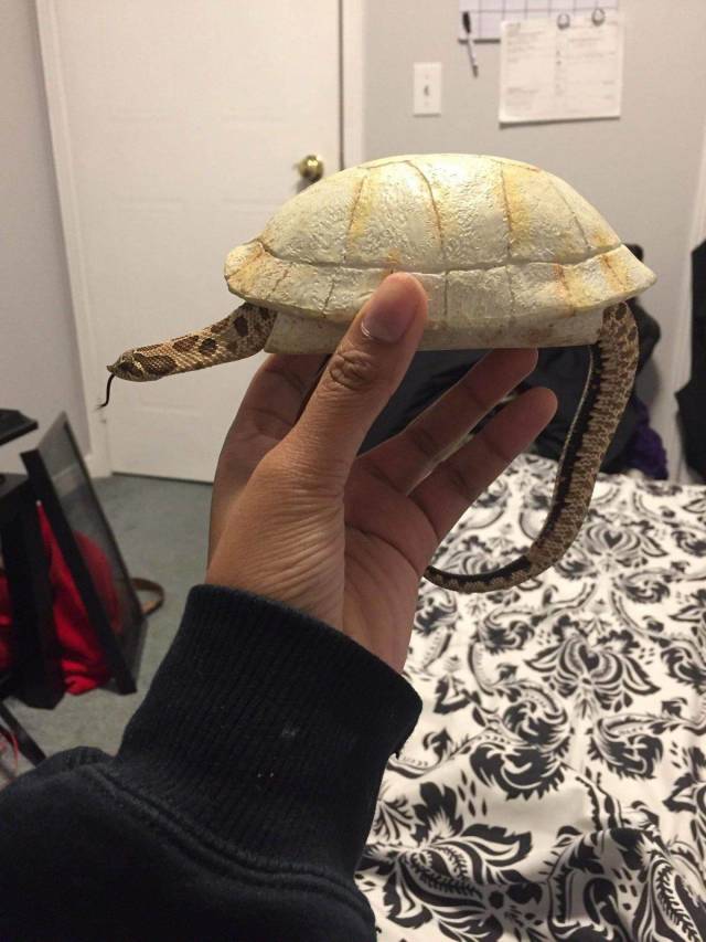 Content Image