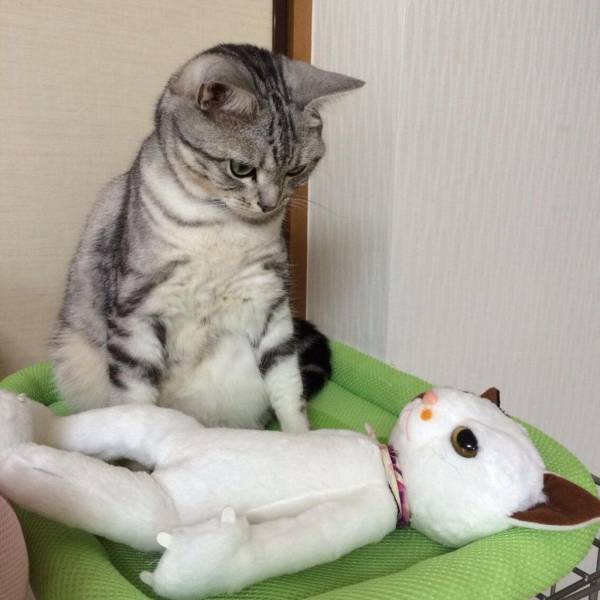 Content Image