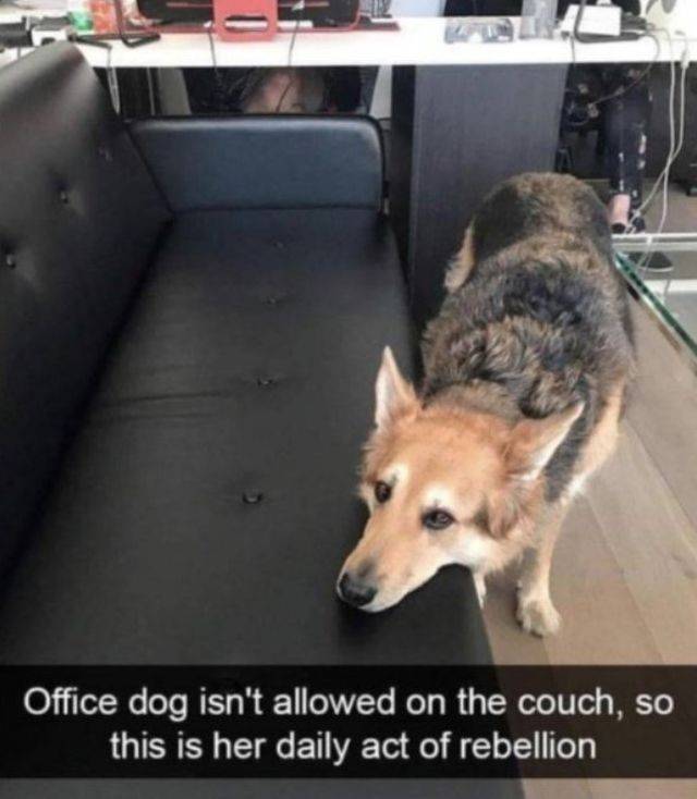 Daily Picdump