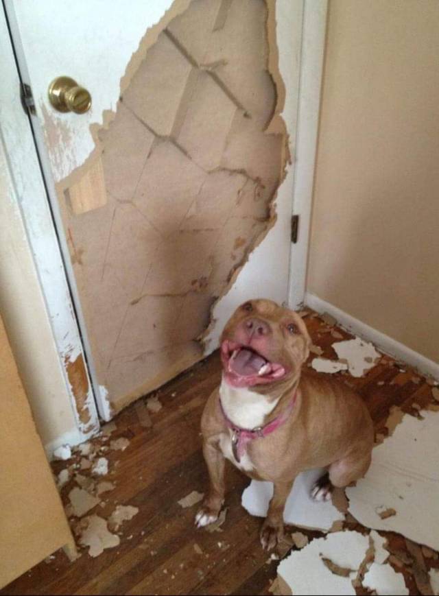 Daily Picdump