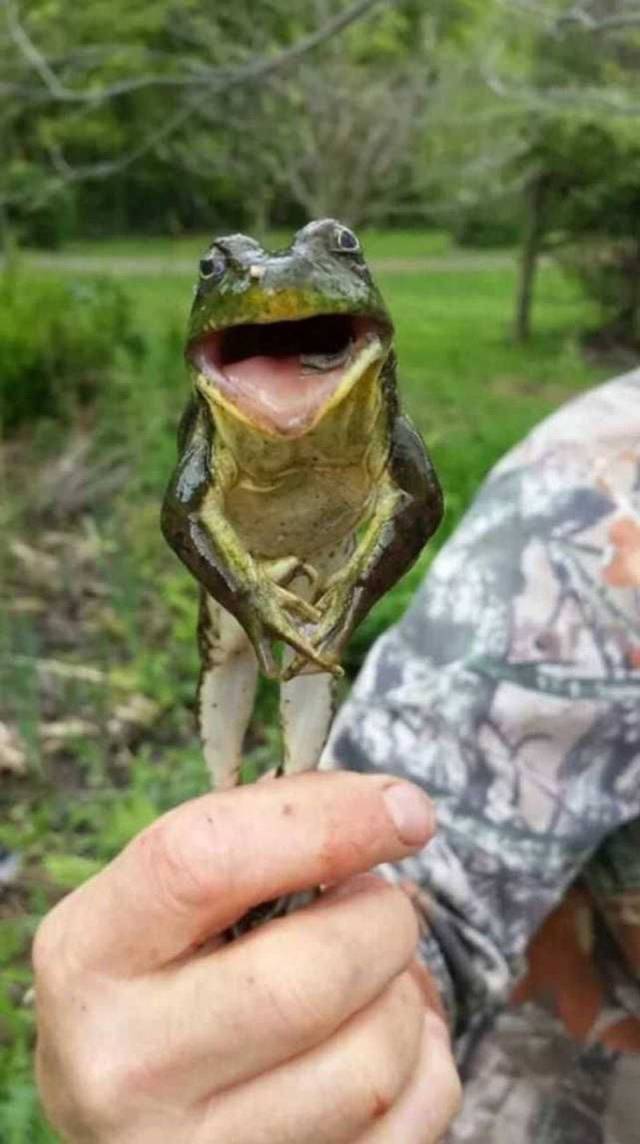 Content Image