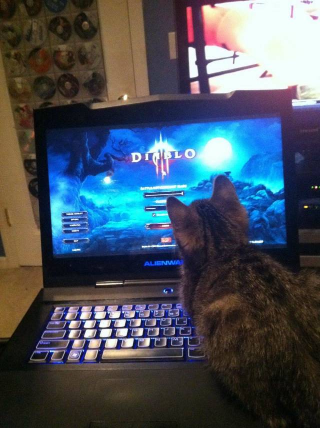 Content Image