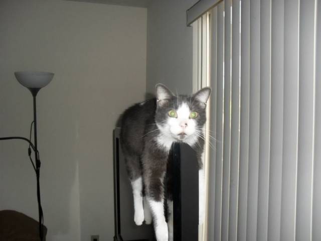 Content Image