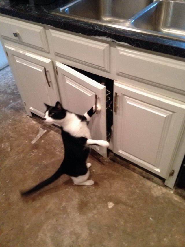 Daily Picdump