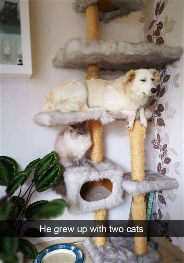 Daily Picdump