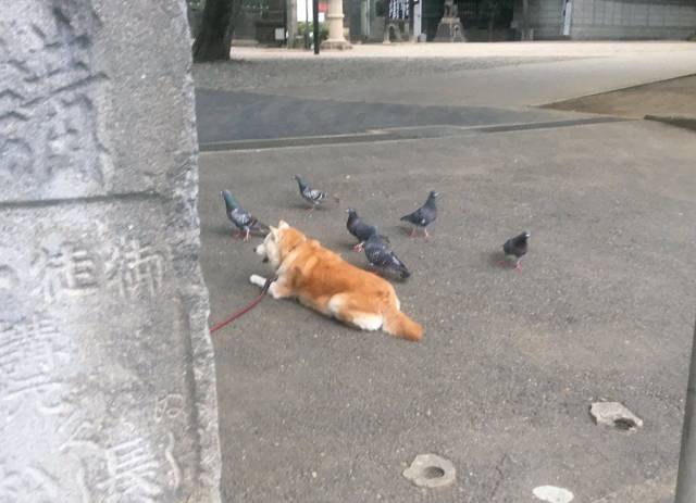 Content Image