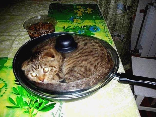 Daily Picdump