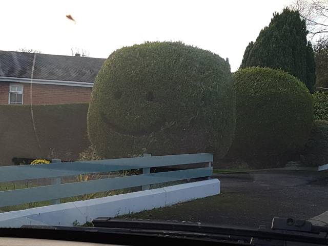 Content Image