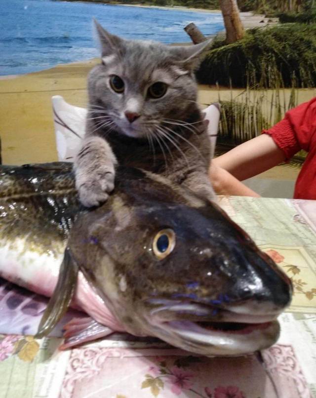 Content Image