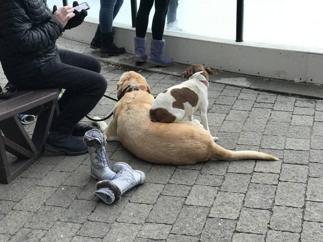 Content Image