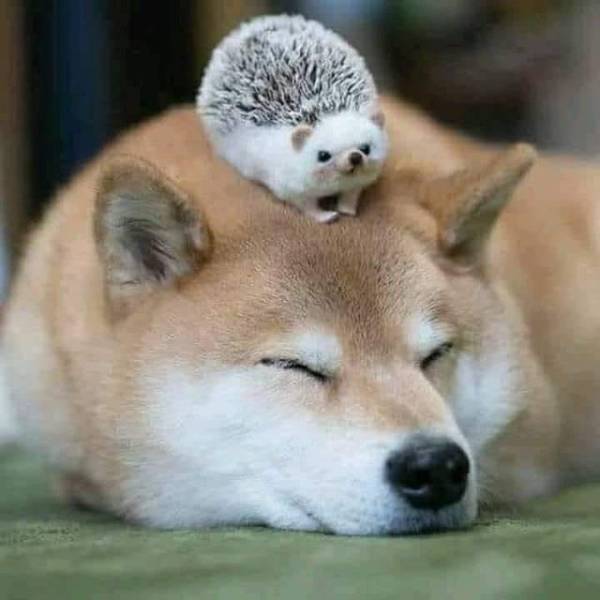 Daily Picdump
