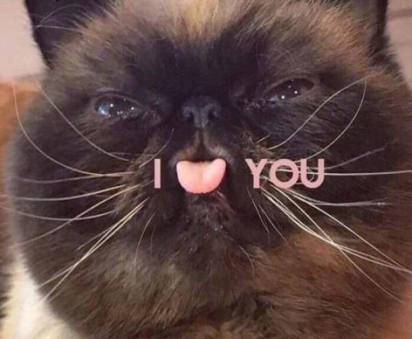 Funny Picdump