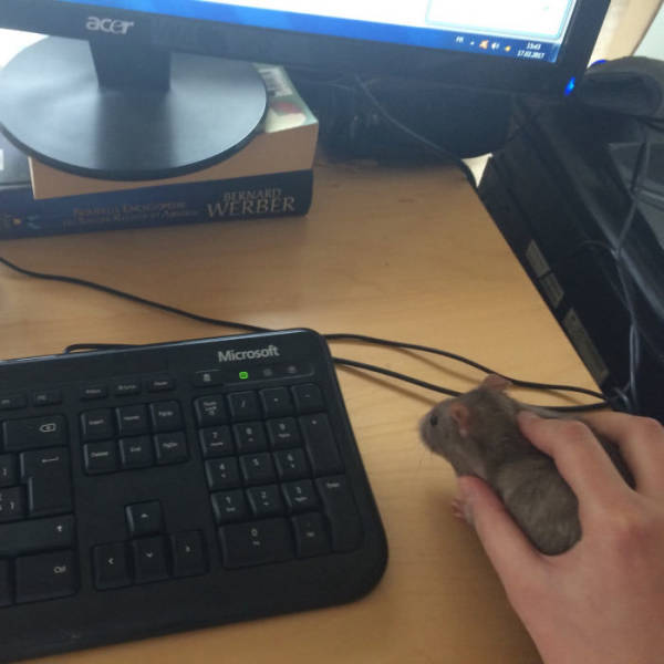 Content Image