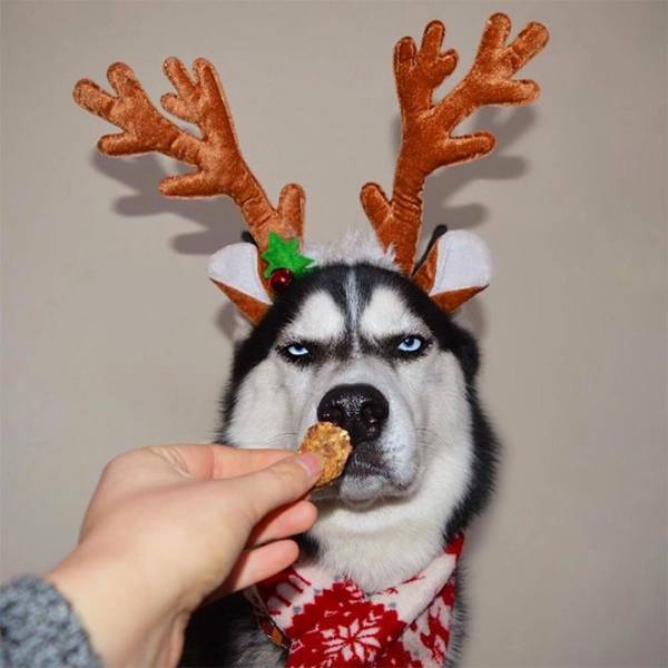 Content Image