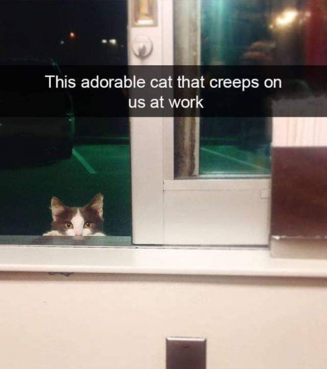 Content Image
