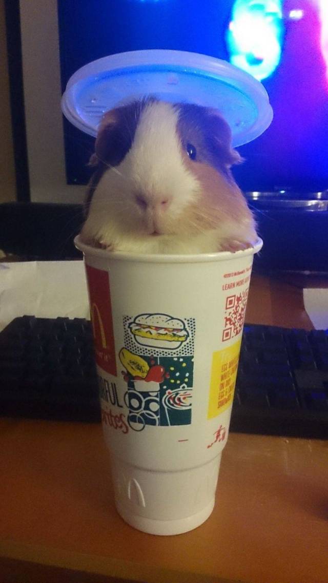 Content Image