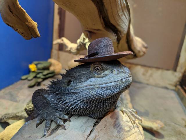 Content Image